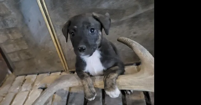Nevada Pups: Mickie thumbnail 2