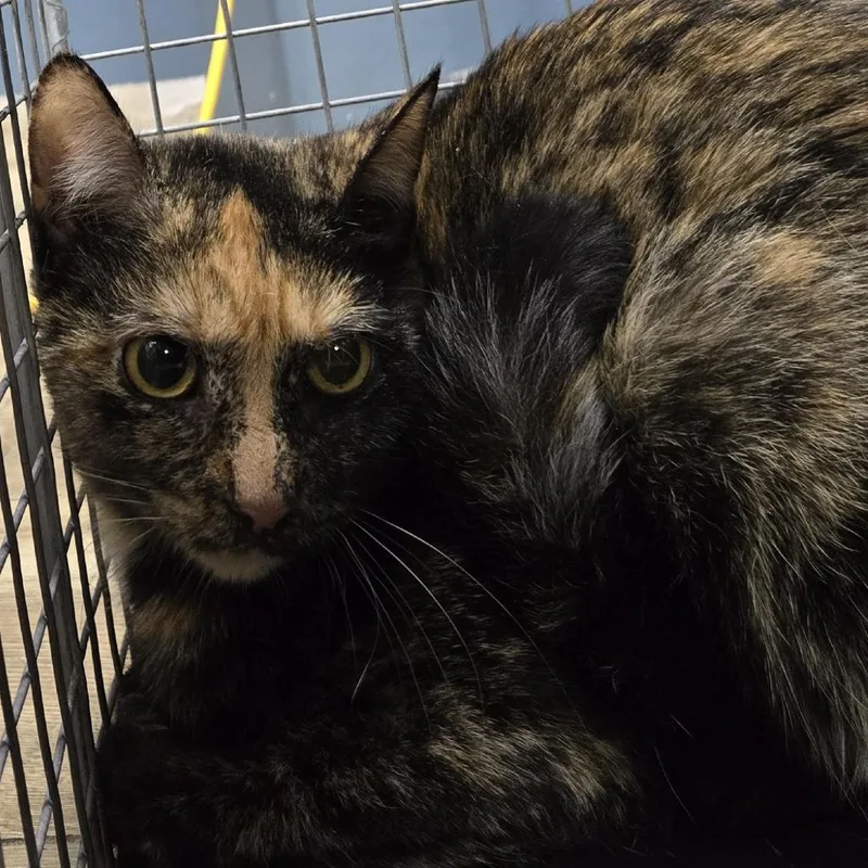 A young medium-sized female Torbie Domestic Short Hair cat named Break for adoption in Newark, NJ