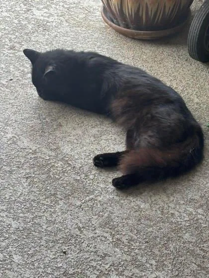Merlin