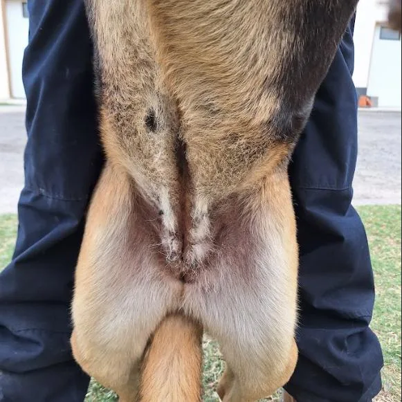 An adult large-sized female Yellow / Tan / Blond / Fawn German Shepherd Dog dog named Frida for adoption in Austin, TX