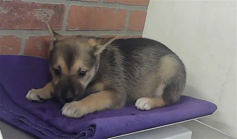 A baby small-sized female German Shepherd Dog dog named Hettie for adoption in Houston, TX