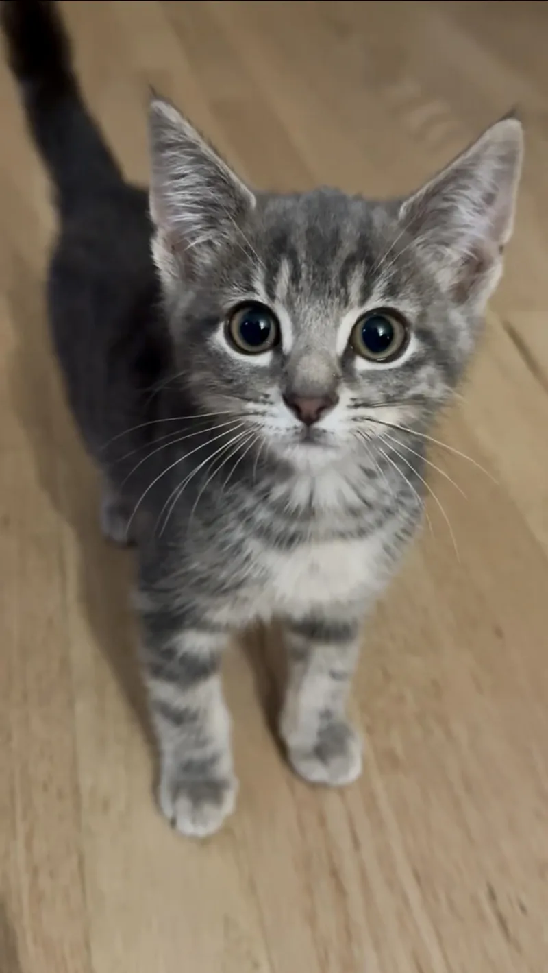 A baby medium-sized male Domestic Short Hair cat named Pepper for adoption in Chesapeake Beach, MD