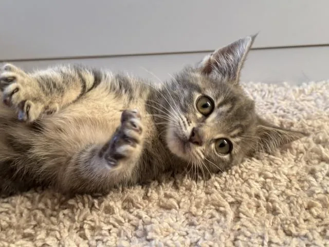 Pepper thumbnail 3