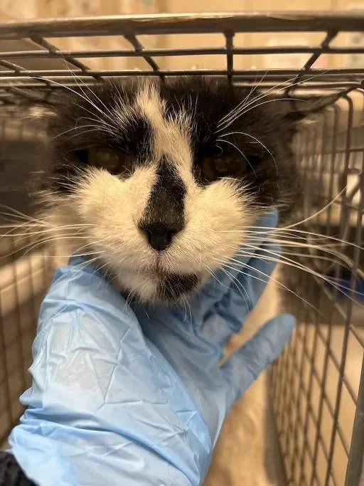 A senior large-sized male Domestic Short Hair cat named Kiry Kiry for adoption in Las Vegas, NV