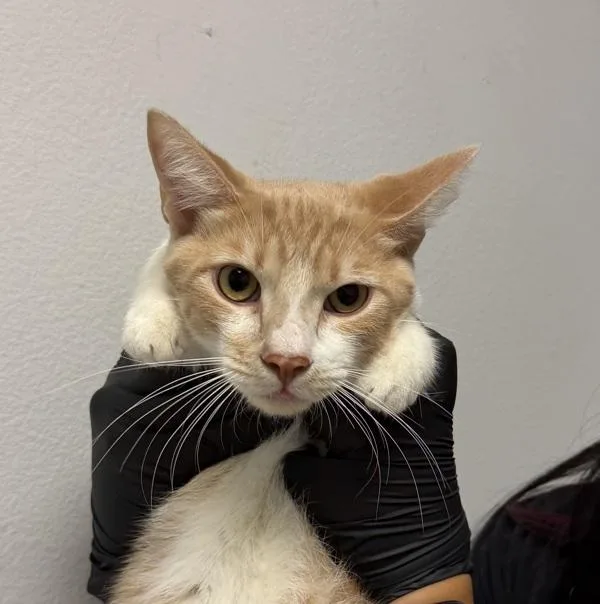 An adult small-sized male Domestic Short Hair cat named Tiger for adoption in San Diego, CA