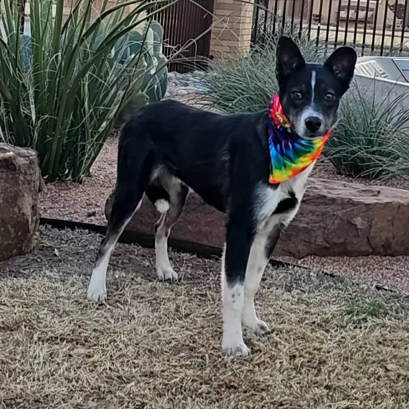 Jasper Ray thumbnail 4