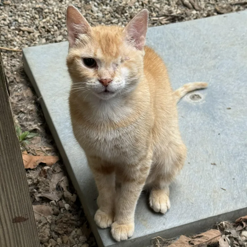 An adult medium-sized female Tabby cat named Goldie Hawn for adoption in Richmond Dale, OH