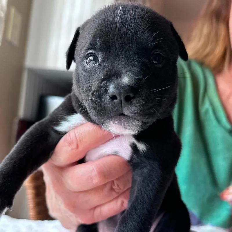 A baby medium-sized male Black Boston Terrier dog named Jimmy Magic for adoption in Allen, TX