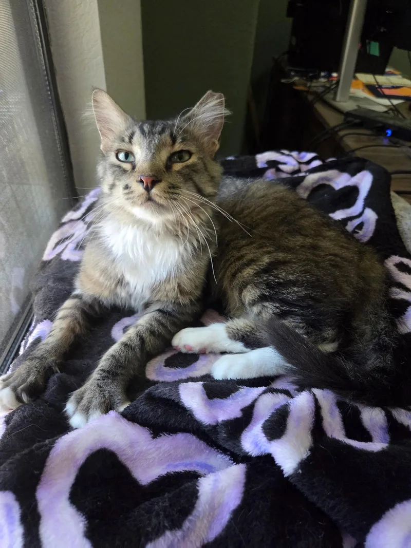 A young medium-sized male Domestic Medium Hair cat named Rookie for adoption in Scottsdale, AZ