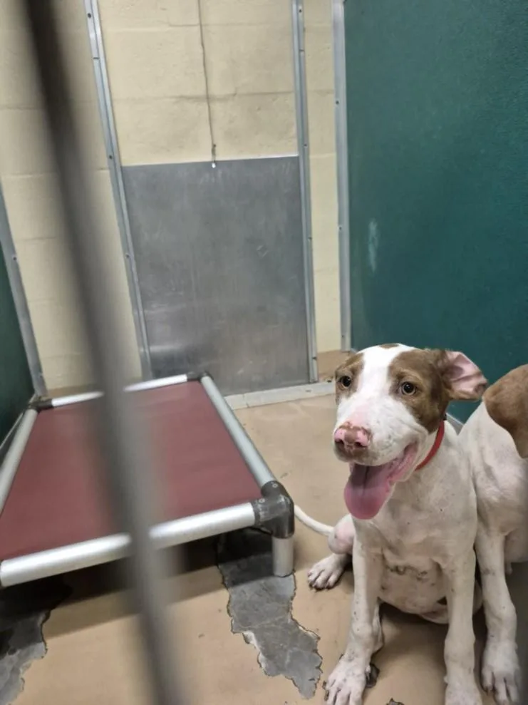 A baby small-sized male Pit Bull Terrier dog named Waffles for adoption in Texas City, TX