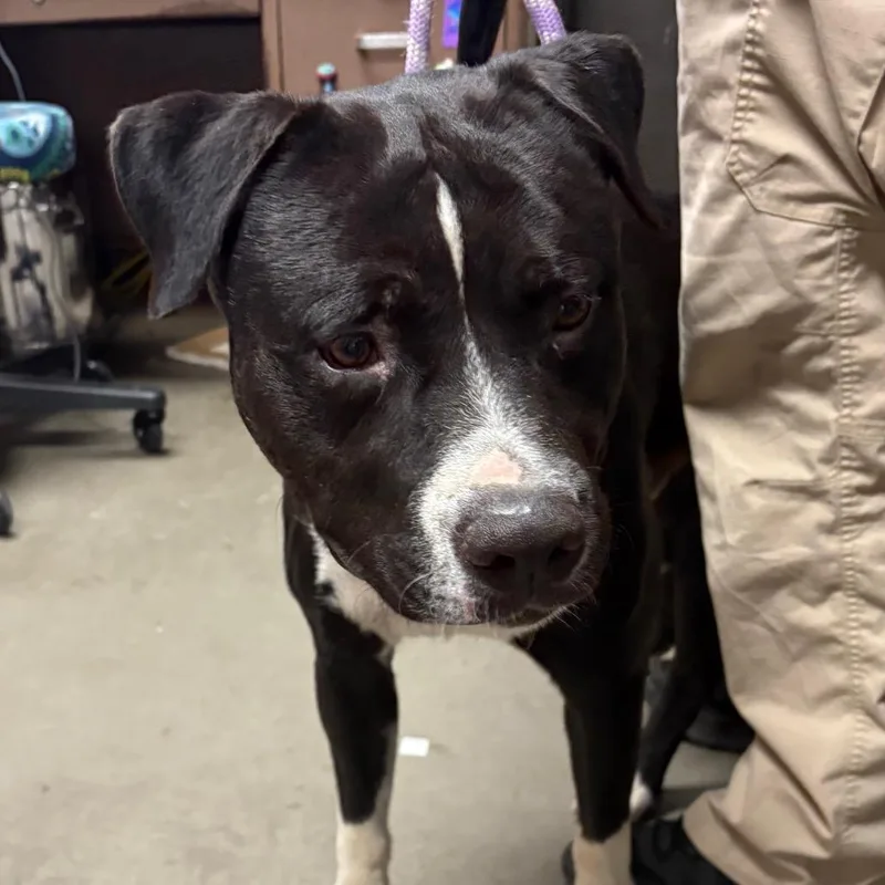 An adult large-sized male Black Pit Bull Terrier dog named Dangles for adoption in Yuma, AZ