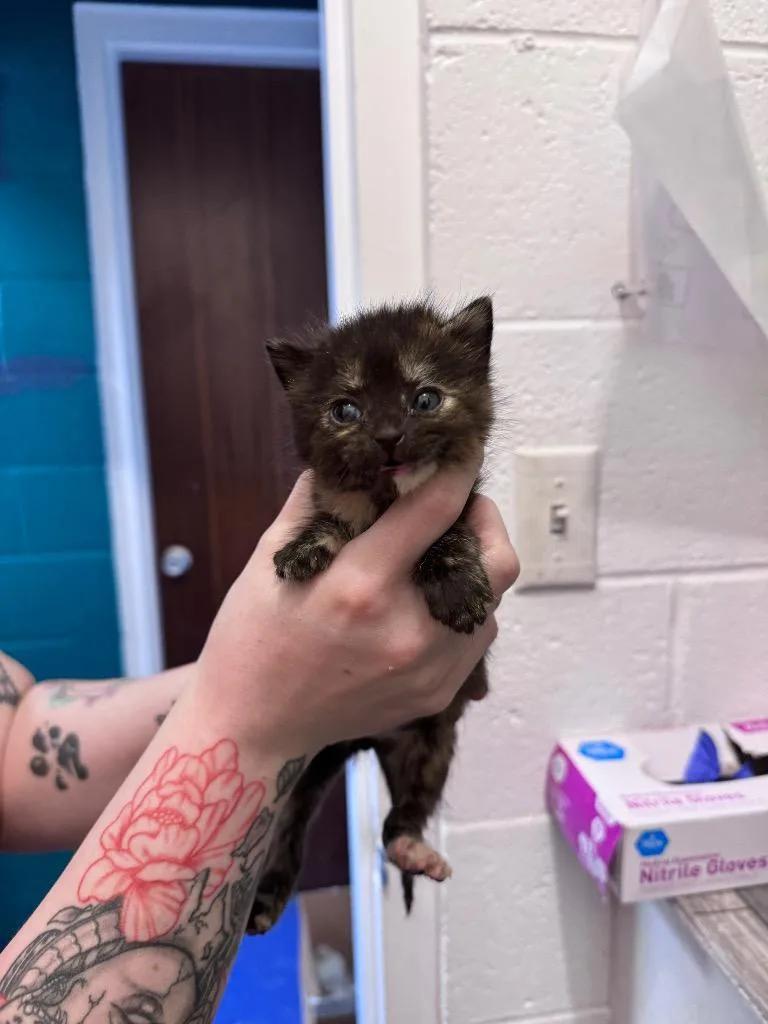 A baby medium-sized female Domestic Short Hair cat named Dorthea for adoption in Johnson City, TN