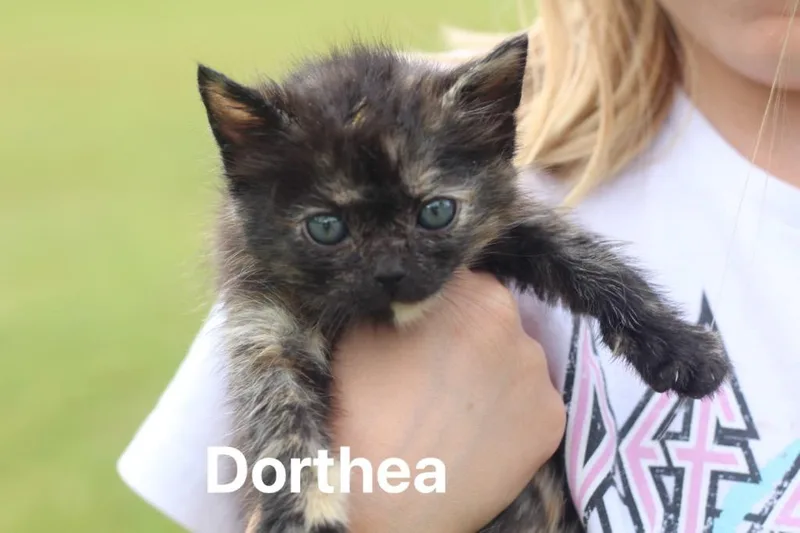 Dorthea thumbnail 2