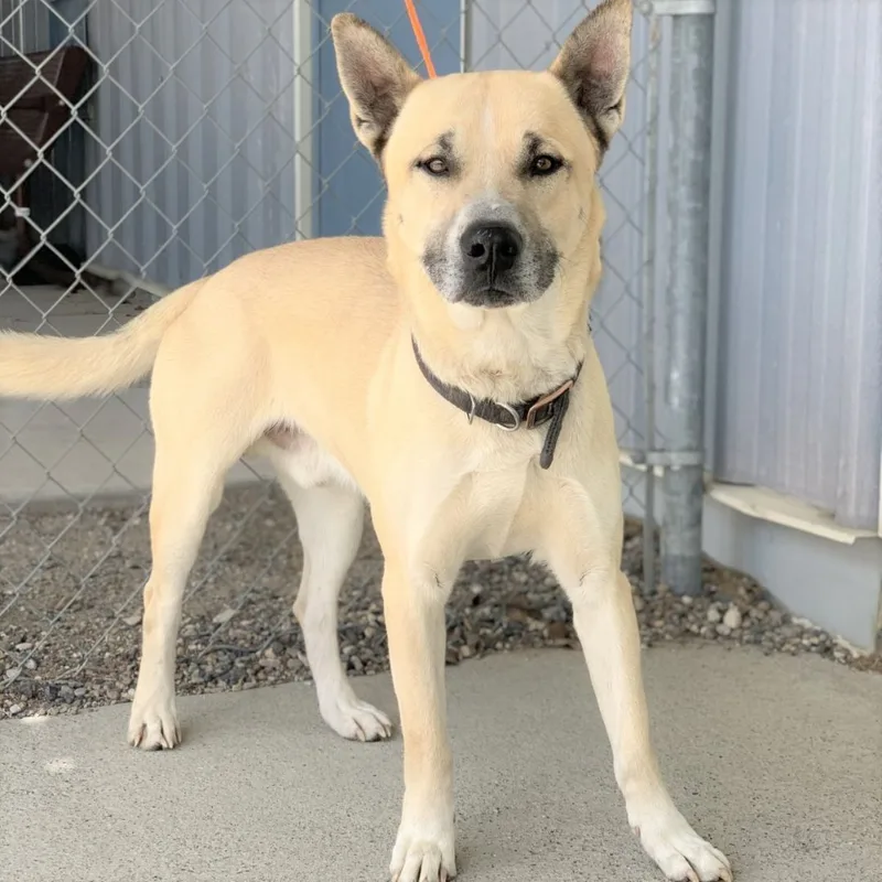 A senior large-sized male Yellow / Tan / Blond / Fawn Pit Bull Terrier dog named Smokey for adoption in Elko, NV