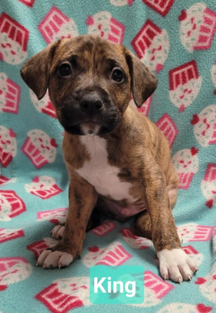A baby medium-sized male Pit Bull Terrier dog named King for adoption in Richmond, IN