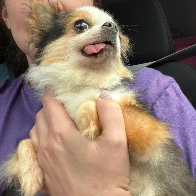 An adult small-sized male White / Cream Mixed Breed dog named Topo Chico for adoption in Mentor, OH