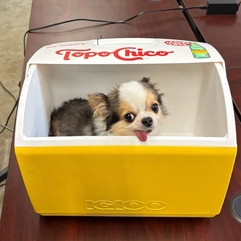 Topo Chico thumbnail 2