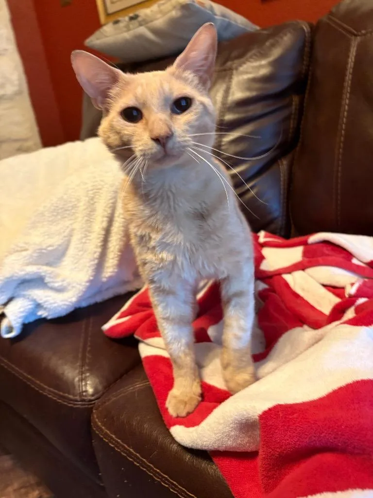 A baby medium-sized male Tabby cat named Fred for adoption in San Antonio, TX