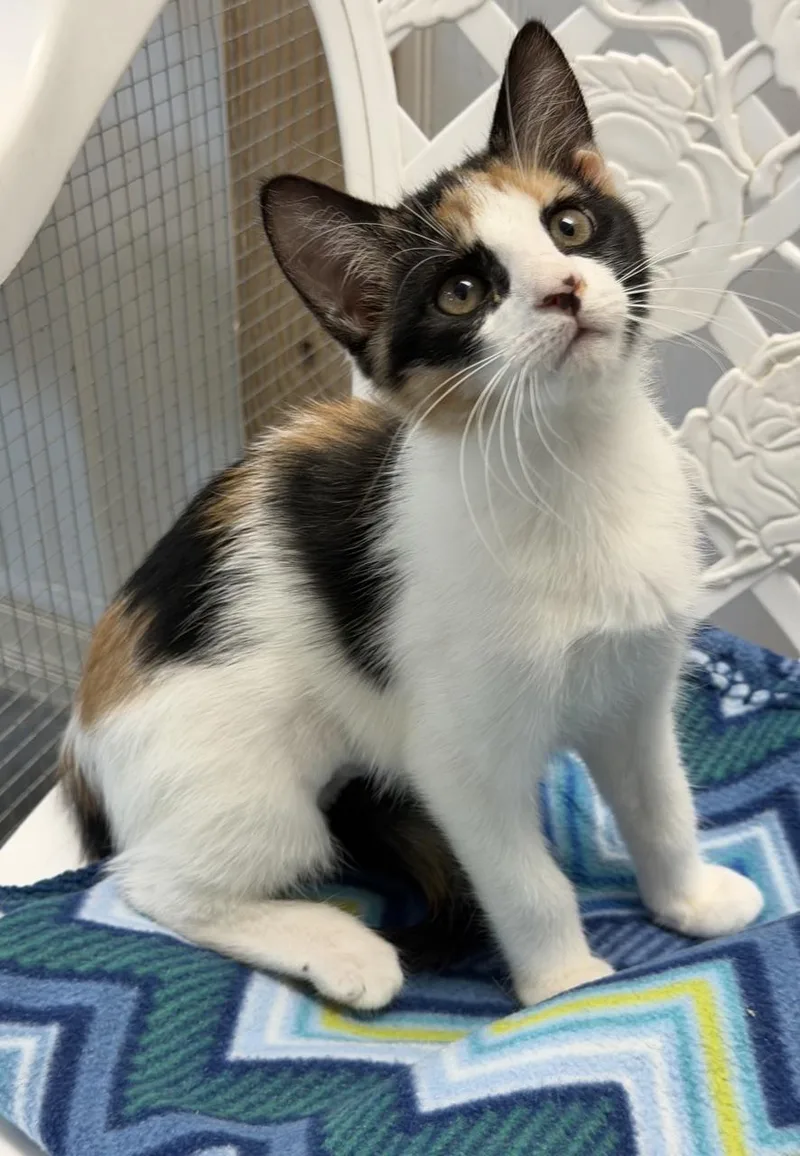 A young medium-sized female Dilute Calico Calico cat named Mara for adoption in Englewood, FL