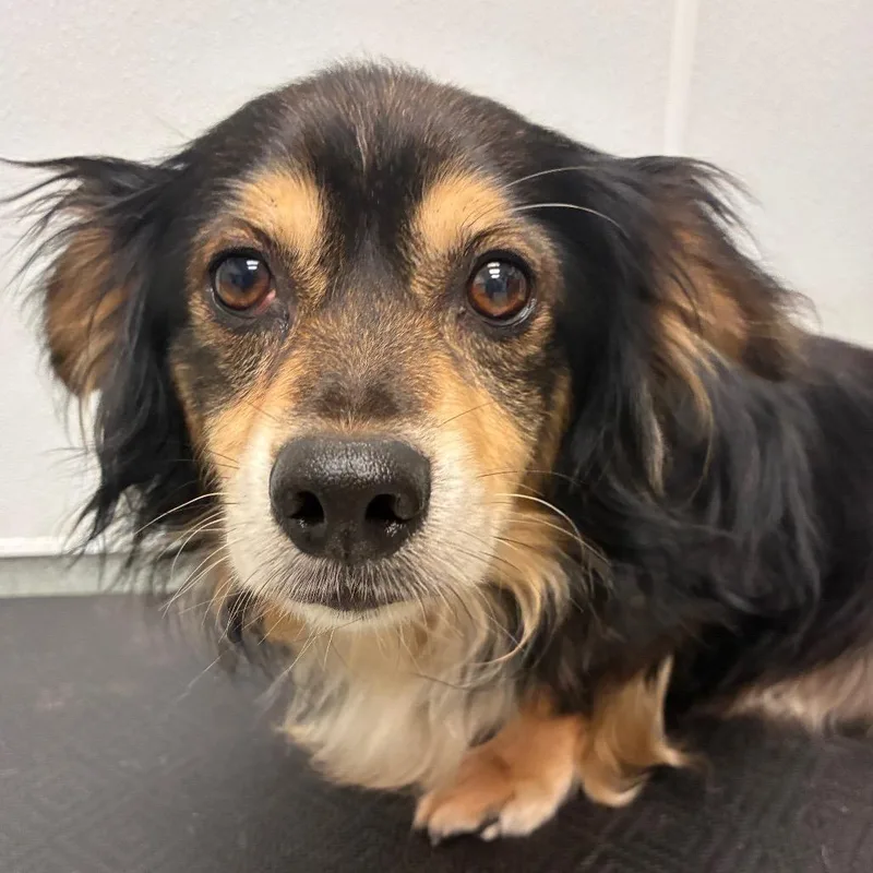 An adult medium-sized male Black Cardigan Welsh Corgi dog named Harlow for adoption in Abilene, TX