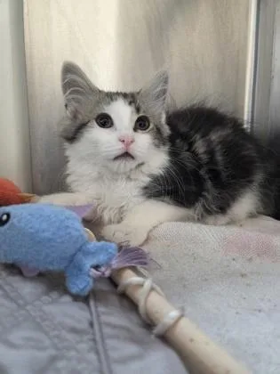 A baby small-sized male Domestic Short Hair cat named Wasabi for adoption in Westland, MI