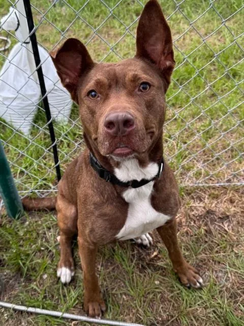 An adult large-sized female Mixed Breed dog named Winona for adoption in Palmetto, FL