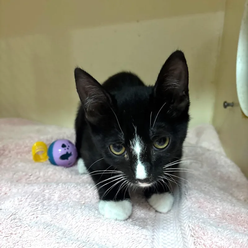 A baby small-sized male Black Domestic Medium Hair cat named Morty for adoption in Yuma, AZ