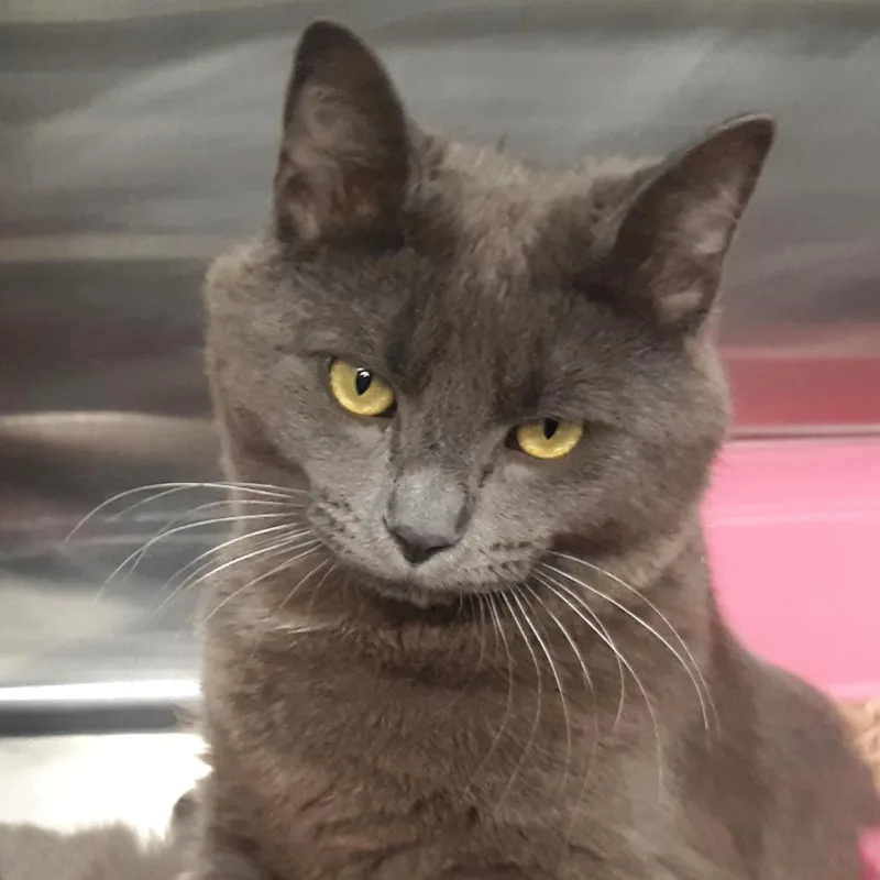 An adult medium-sized male Gray / Blue / Silver Domestic Short Hair cat named Webster for adoption in Spokane, WA