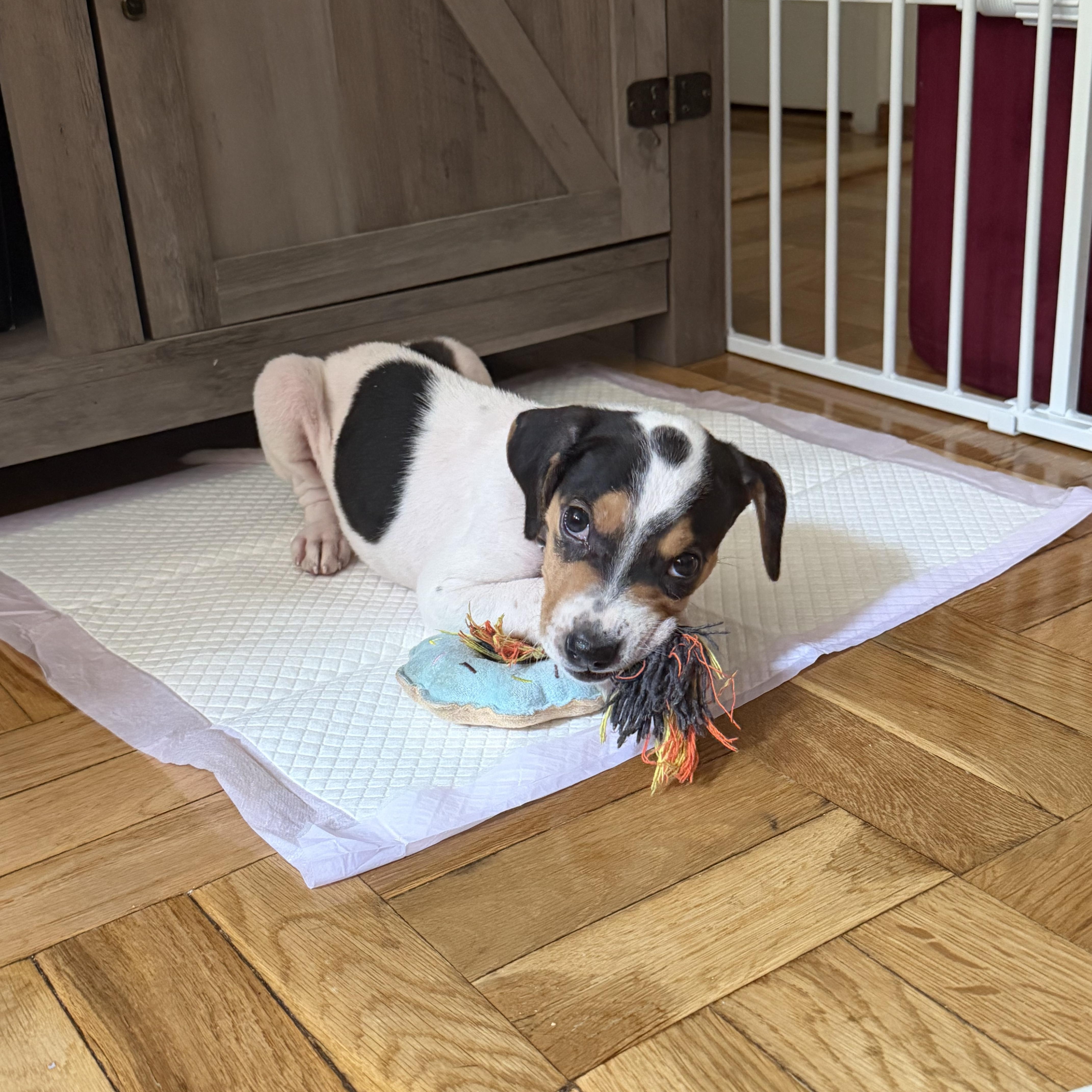A baby medium-sized male Harlequin Beagle dog named Eumy  The Tiny for adoption in Carolina, PR