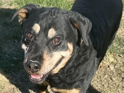 A senior large-sized female Bicolor Mixed Breed dog named Sara for adoption in Georgetown, TX
