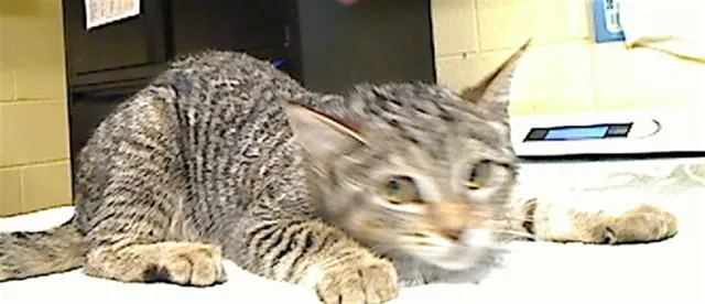 A baby medium-sized female Domestic Short Hair cat named Meeza for adoption in Cookeville, TN
