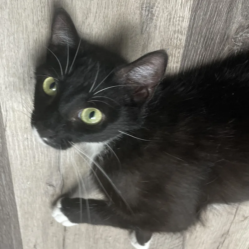 An adult medium-sized female Black & White / Tuxedo Domestic Short Hair cat named Lola for adoption in Colonia, NJ