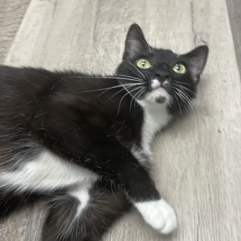 Lola thumbnail 3