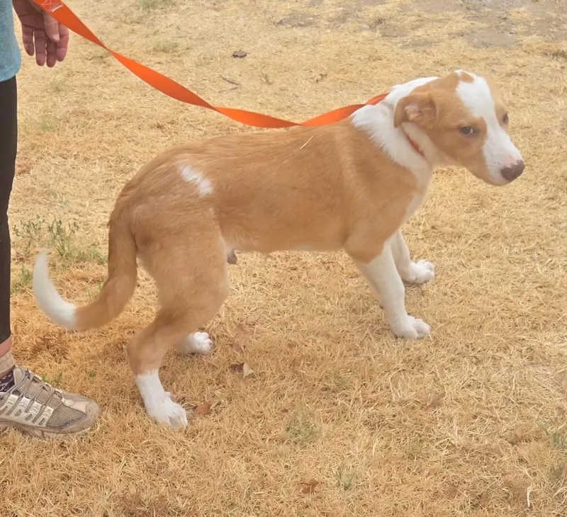 A young large-sized male Great Pyrenees dog named Snickers for adoption in Milwaukee, WI