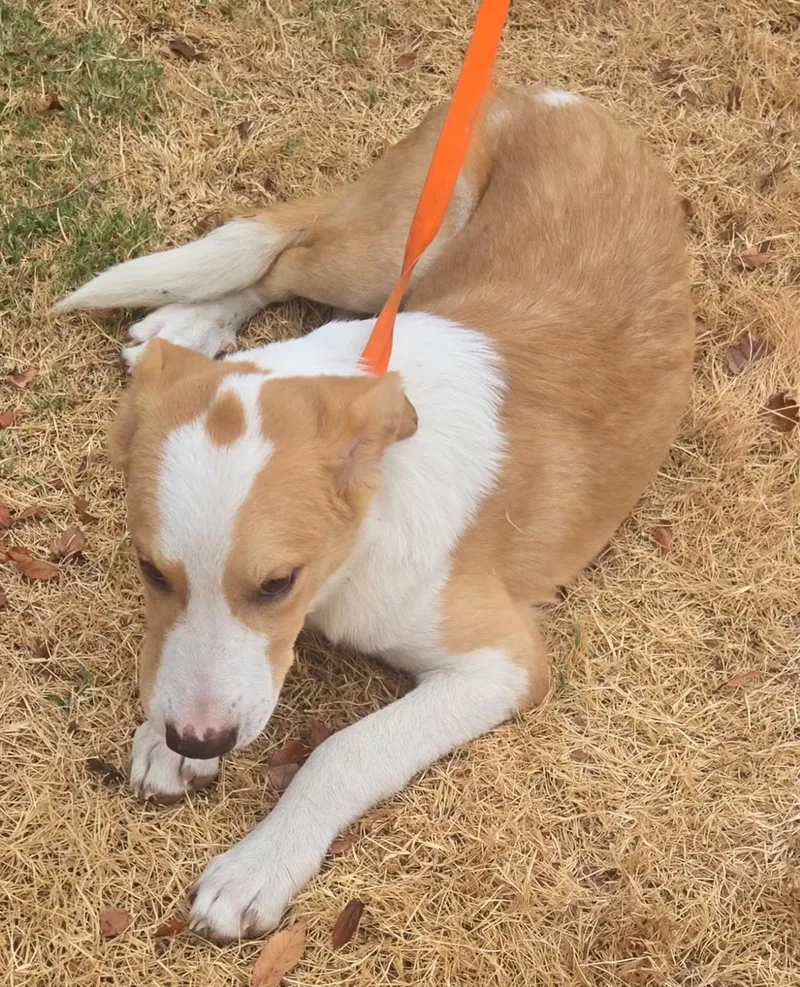 Snickers thumbnail 2