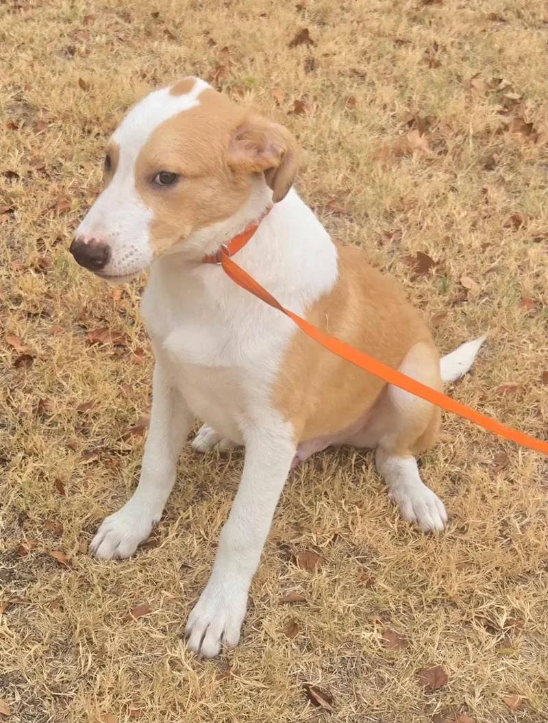 Snickers thumbnail 4