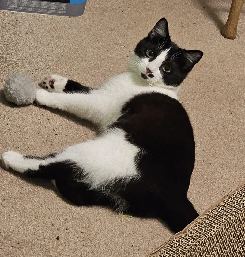 Karen Carpenter thumbnail 2