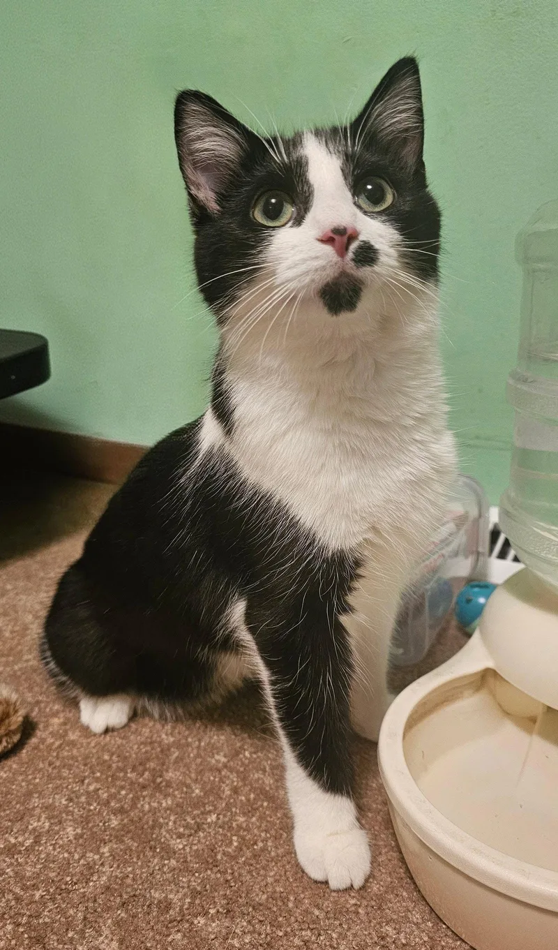 Karen Carpenter thumbnail 3