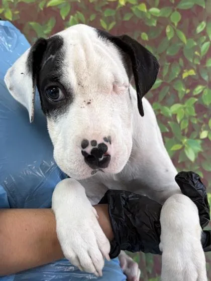 An adult large-sized female American Staffordshire Terrier dog named Berkley for adoption in San Antonio, TX