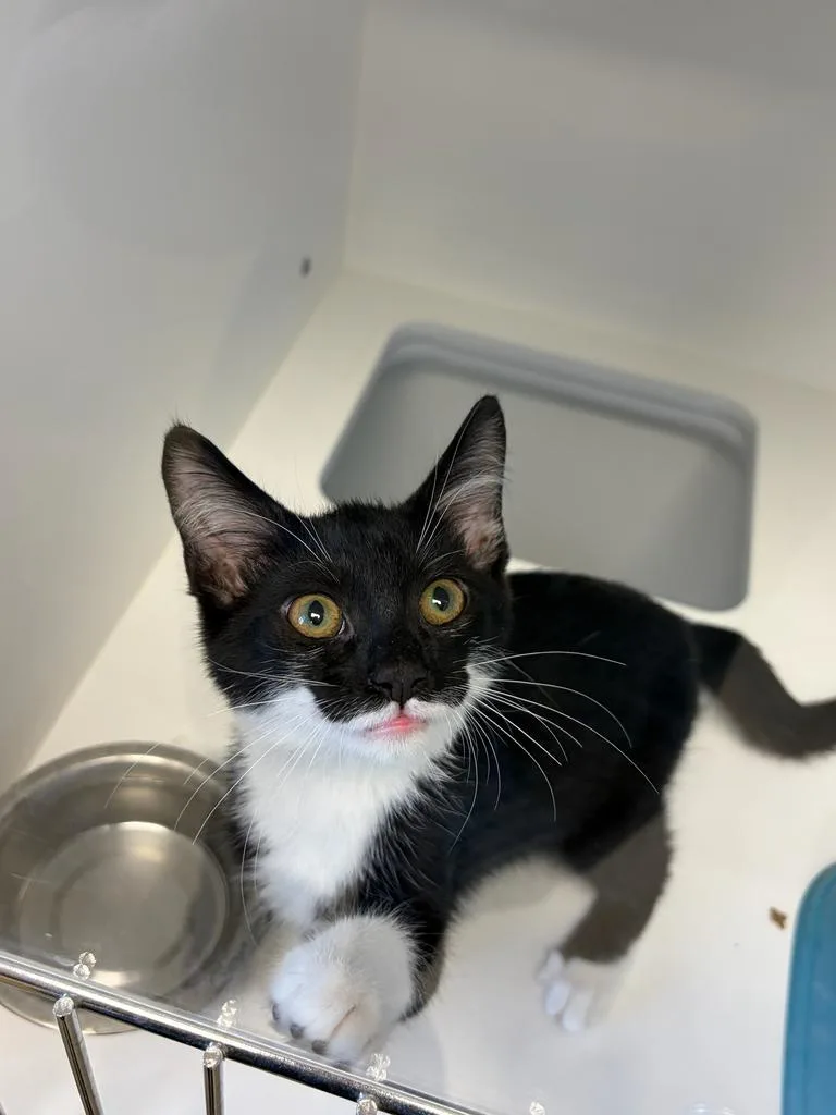 A baby small-sized male Domestic Short Hair cat named Perely for adoption in Greenfield, IN