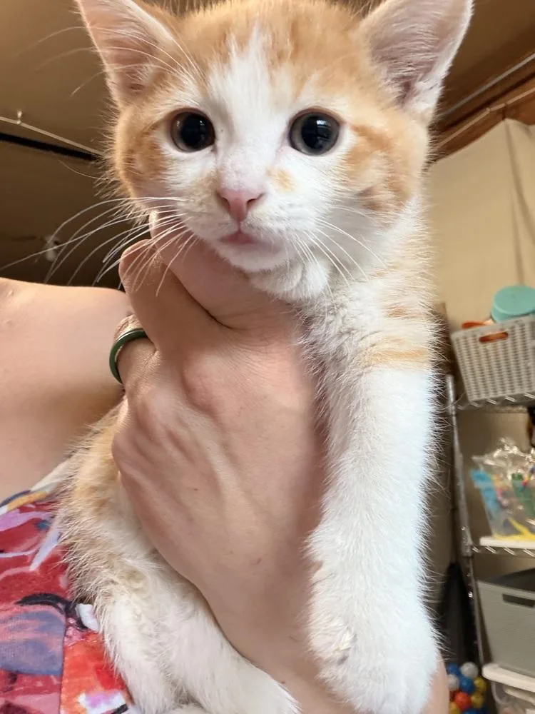 Cat Cafe Corncob