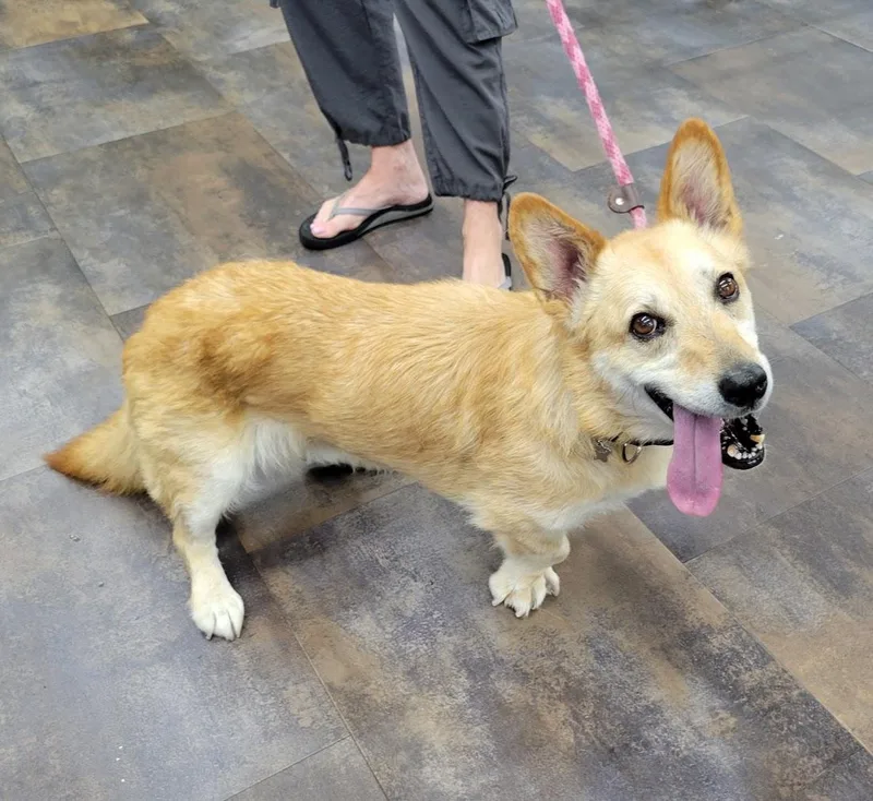 An adult medium-sized male Corgi dog named Watson for adoption in Lisbon, OH