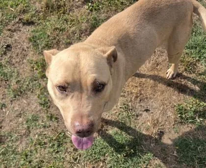 An adult large-sized male Pit Bull Terrier dog named Leon for adoption in Conway, SC