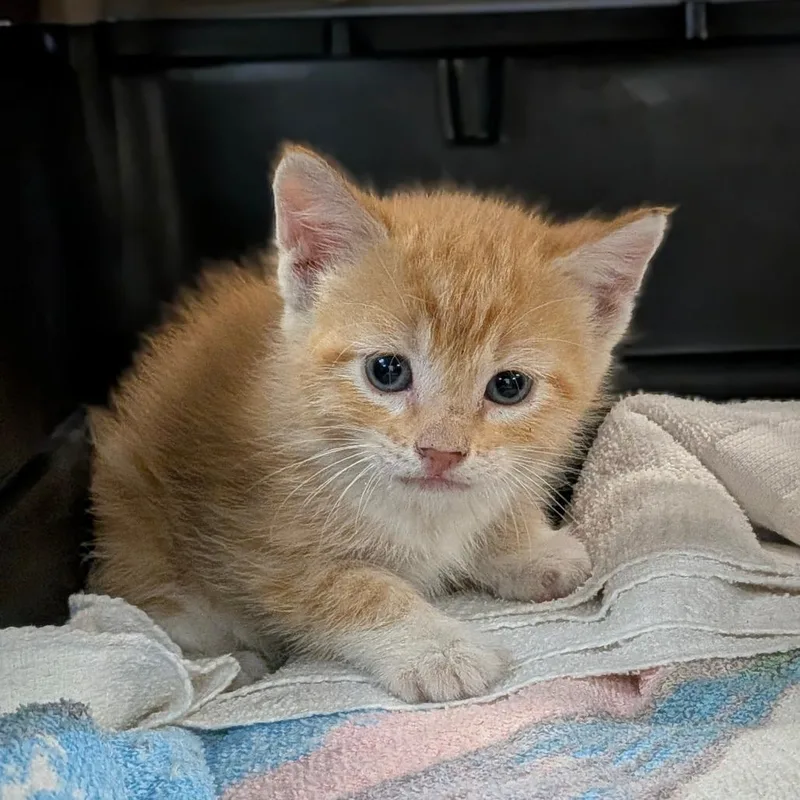 A baby small-sized male Orange / Red Domestic Short Hair cat named Jose for adoption in Houston, TX