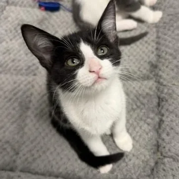 A baby large-sized female Black & White / Tuxedo Domestic Short Hair cat named Shelby for adoption in Bryan, OH
