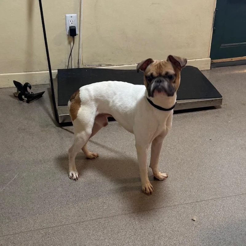 A baby small-sized male White / Cream Boston Terrier dog named Dusty for adoption in Pasadena, CA