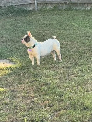 An adult medium-sized female French Bulldog dog named Flopsy for adoption in Fort Worth, TX