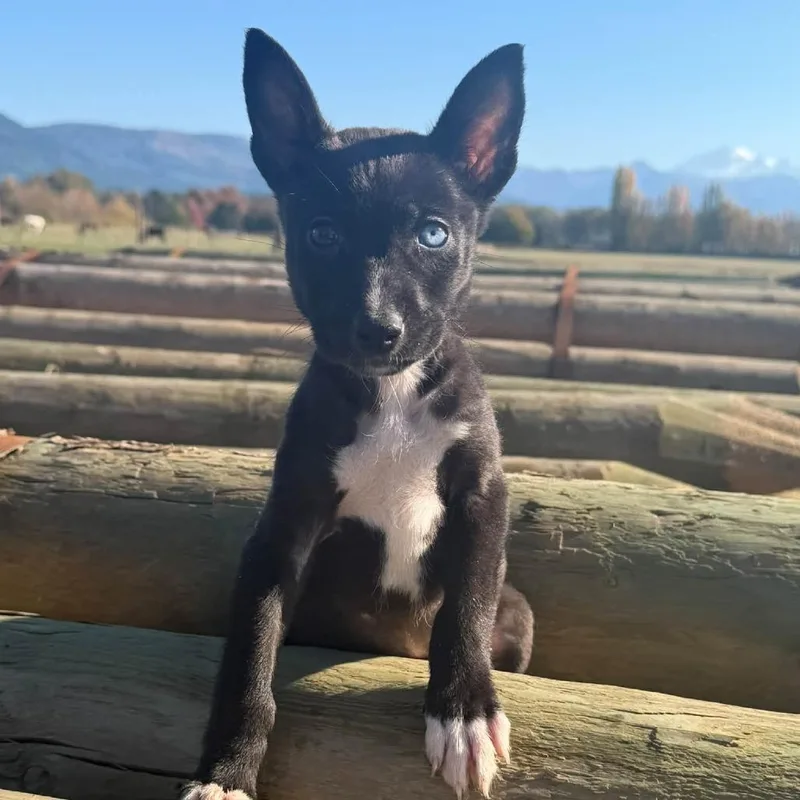A baby small-sized female Black Husky dog named Marigold for adoption in Ferndale, WA