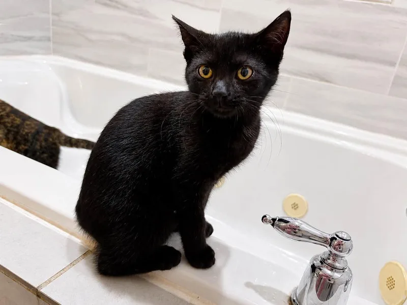 A baby medium-sized female American Bobtail cat named Publix for adoption in Salisbury, MD