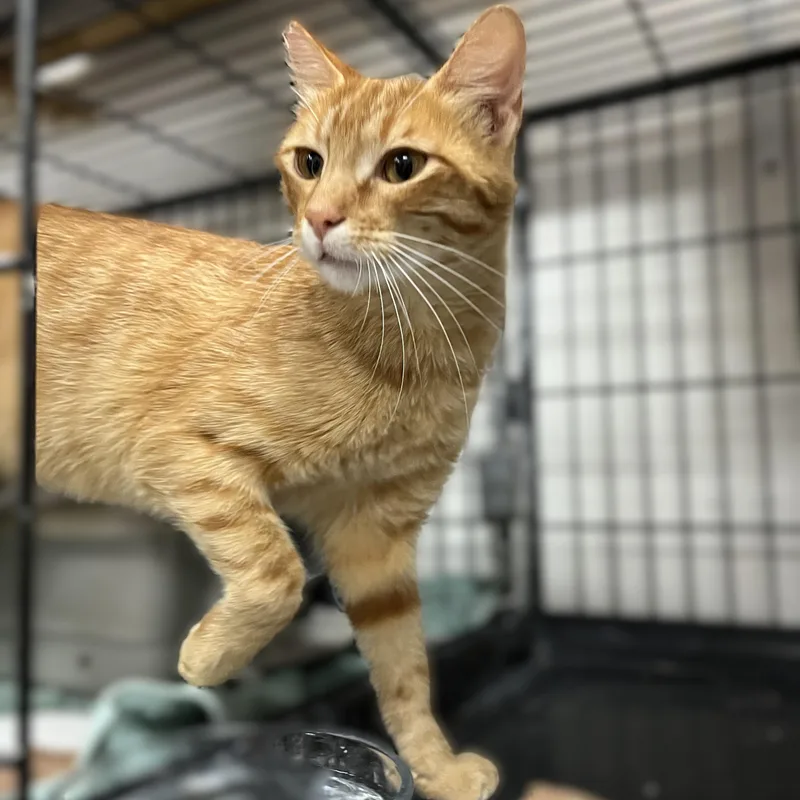 A young medium-sized male Tabby (Orange / Red) Domestic Short Hair cat named Red for adoption in Shingletown, CA